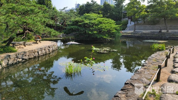 전통정원 청학지 연꽃 위를 나르는 왜가리가 깨끗한 물에 비쳐보인다