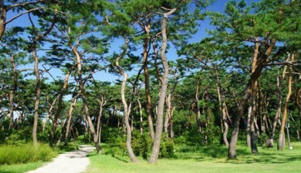 단종비가 묻혀 있는 사릉 소나무 숲. 궁능유적본부 제공