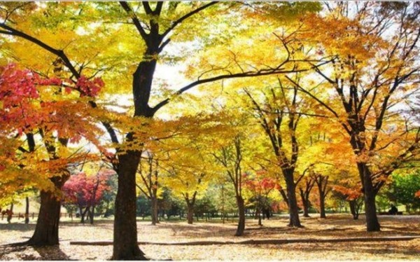 경종과 계비가 묻혀 있는 의릉 느티나무 숲. 궁능유적본부 제공