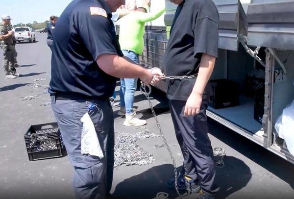 4일(현지시간) 미국 조지아주 현대차·LG에너지솔루션 배터리 공장에서 체류 목적에 맞지 않는 비자를 소지했다는 이유로 적발된 한국인 등 현장 직원들이 쇠사슬에 묶여 이송됐다. (사진=미국 이민세관단속국 누리집 갈무리)